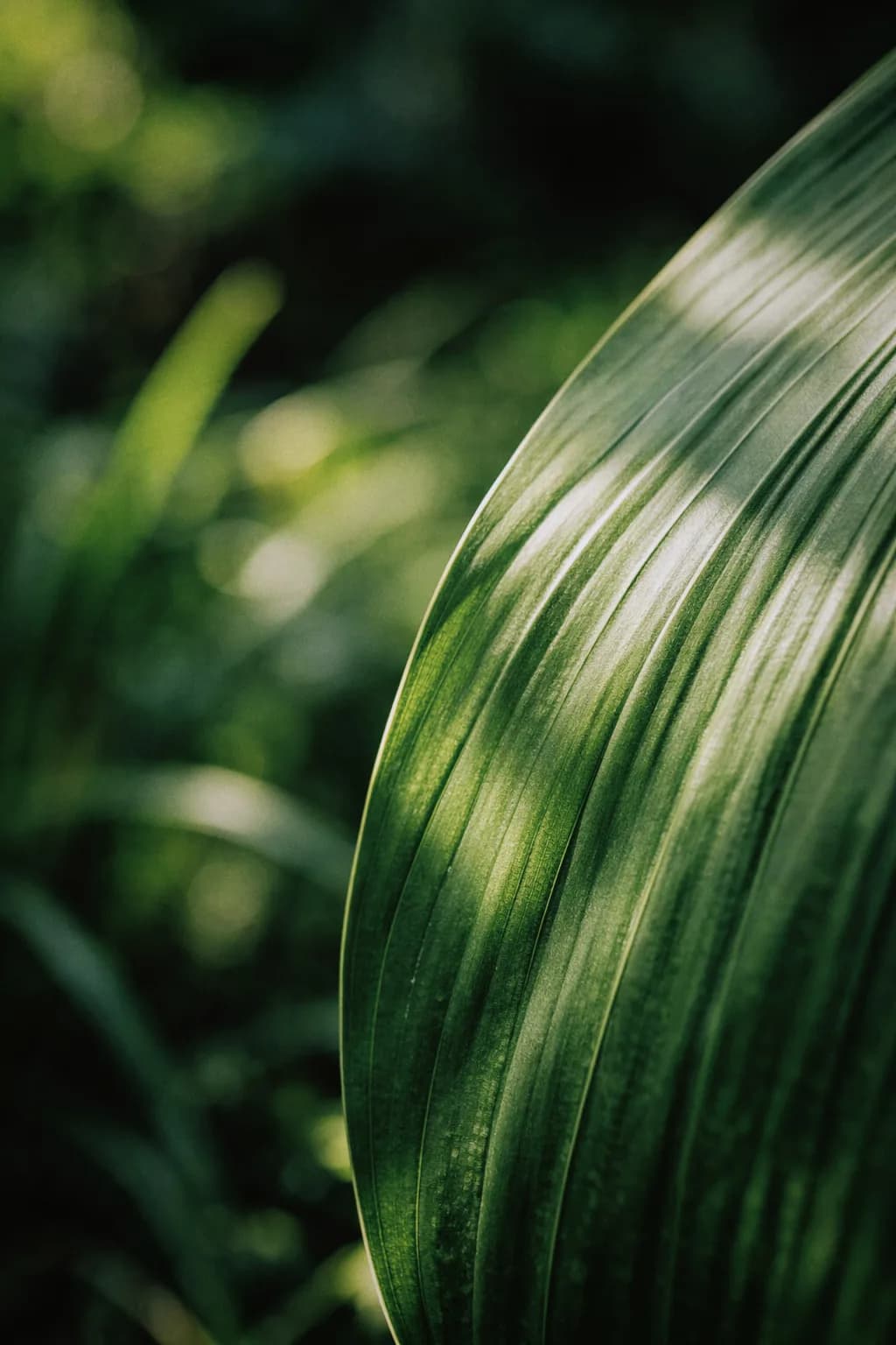 Sunlit tropical leaf
